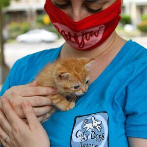Volunteer holding a kitten