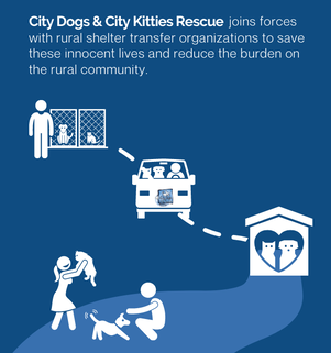 Infographic showing a dog or cats rescue journey. From the shelter, to transport, to our intake center, to adopters.