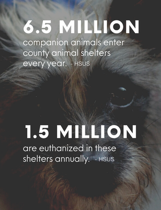 According to HSUS, 6.5 million companion animals enter county animal shelters every year. 1.5 million are euthanized in these shelters annually.