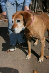 In Loving Memory of Chance: 1999-2012