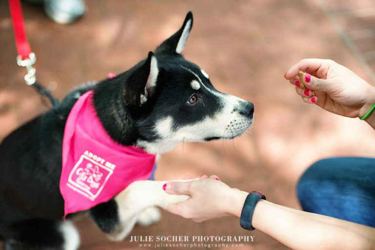 National Dog Bite Prevention Week
