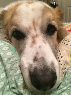 Never Give Up Hope: The Story of Flipper