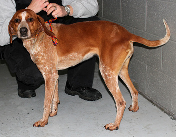 Rescuing Dogs in Smyth County, VA