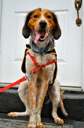 Photographing Puppies: A Thanks to City Dogs Rescue’s Volunteer Photographers