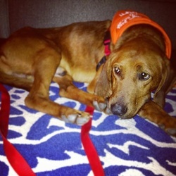 Volunteer Spotlight: Eve Kager and The Story Behind CDR Lemon Hounds