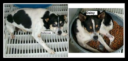 City Dogs Rescue Celebrates An Extra Special Double Adoption