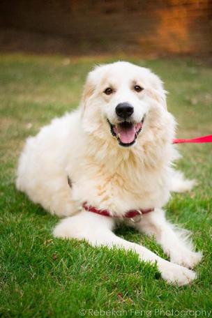 A CDR Foster Story: Henry the Great Pyrenees