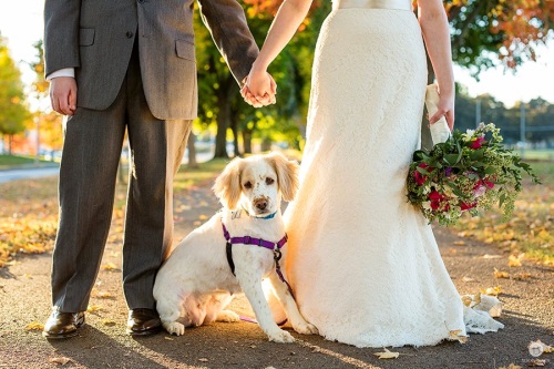 Getting our Dogs Healthy