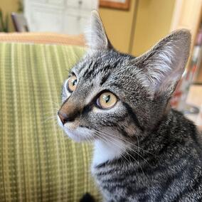The Power of Community: The Story of Timon the Cat & the Sausage Puppies