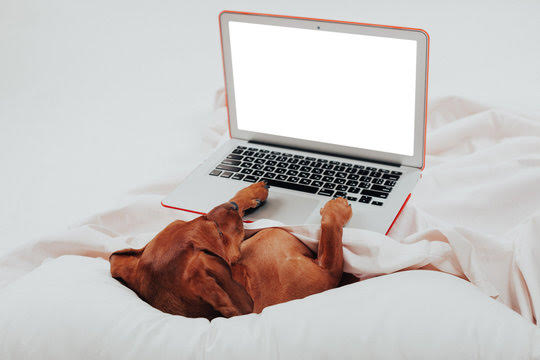 Dog types on a laptop